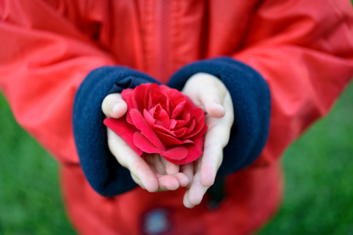 Red rose in children hand