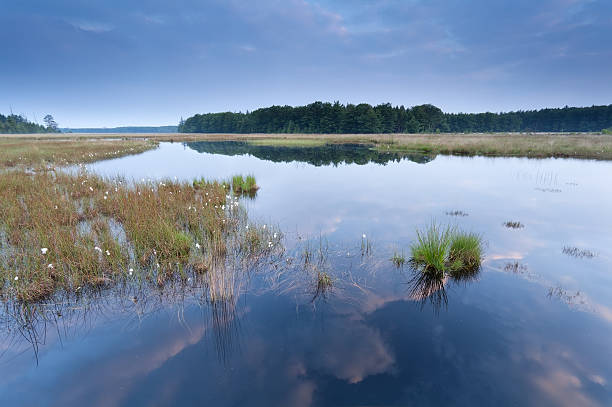 istock calm morning on wild lake 504239447