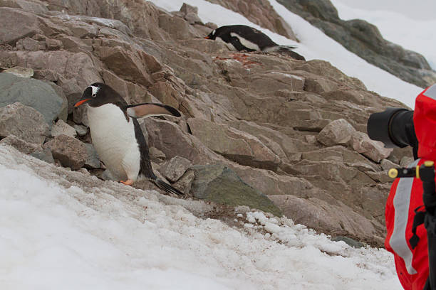 istock Photographer and Gentoo penguin 504239724
