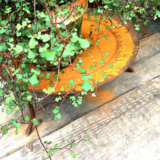 Green plant on a vintage rusty tray. Garden decoration.