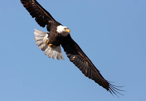 istock Bald Eagle in-flight Haliaeetus leucocephalus Farmington Bay Utah 504239748