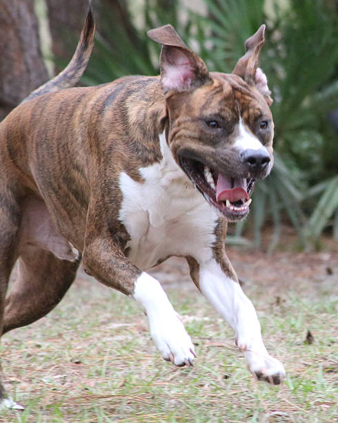 istock Brindle dog running 504240172