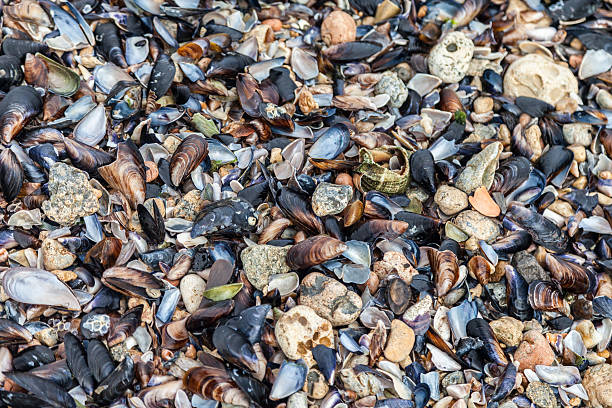 Carcasas y cálculos en la playa - foto de stock