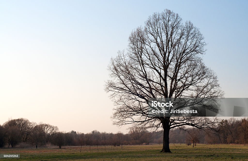 Trees Leaf Less Leafless Tree Stock Photo - Download Image Now - Bare Tree, Blue ...