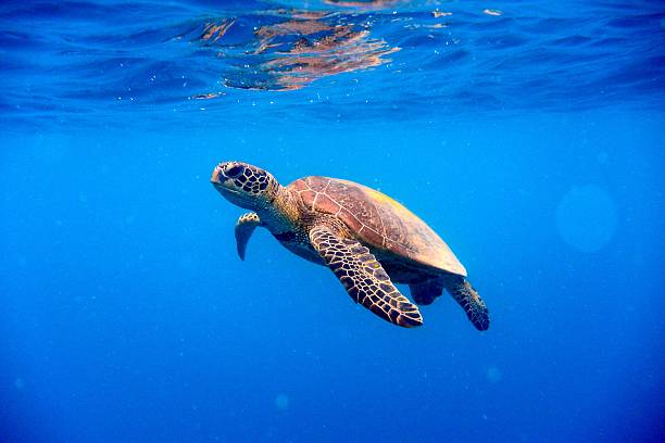 green turtle approchant de surface d'eau - tortue aquatique photos et images de collection