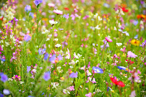 istock Colorful wildflower bed 504242053