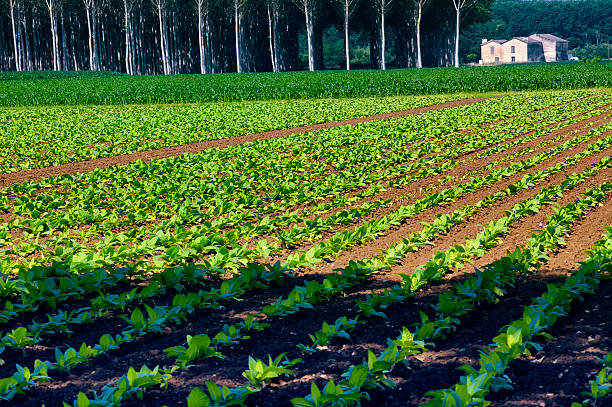 istock Country landscape in Midi-Pyrenees (France) 504242058