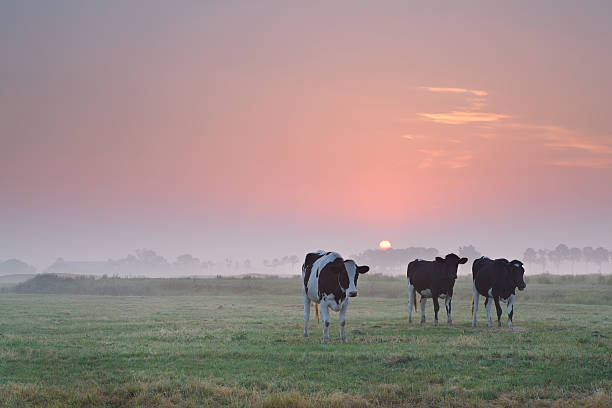 istock cows on pasture at misty sunrise 504242405