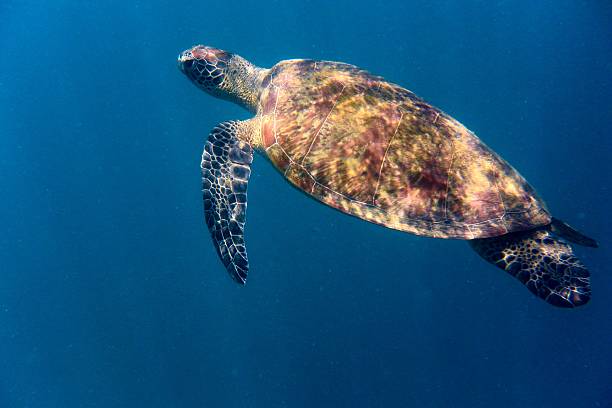 istock Green turtle swimming in the sunlight 504242456