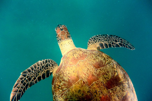 Looking down on a green turtle swimming (Chelonia mynas)