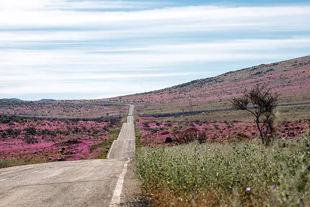 Photo of Road through the Flowering desert Atacama