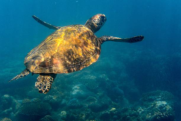 istock Green sea turtle swimming  along a reef 504242788