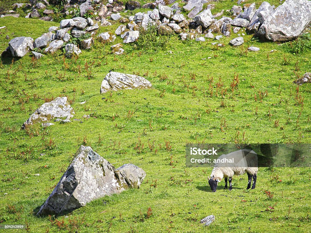 Pecore davanti a un vecchio Muro di pietra - Foto stock royalty-free di Agnello - Animale
