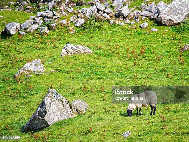 Pecore Davanti A Un Vecchio Muro Di Pietra - Fotografie stock e altre immagini di Agnello - Animale - Agnello - Animale, Agricoltura, Agricoltura biologica