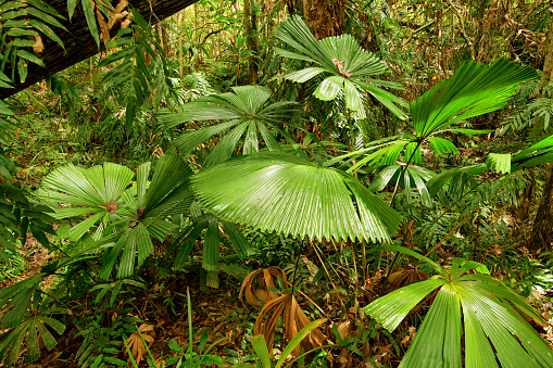 fan palms, Cattana Wetlands, Cairns, Queensland, Australia
