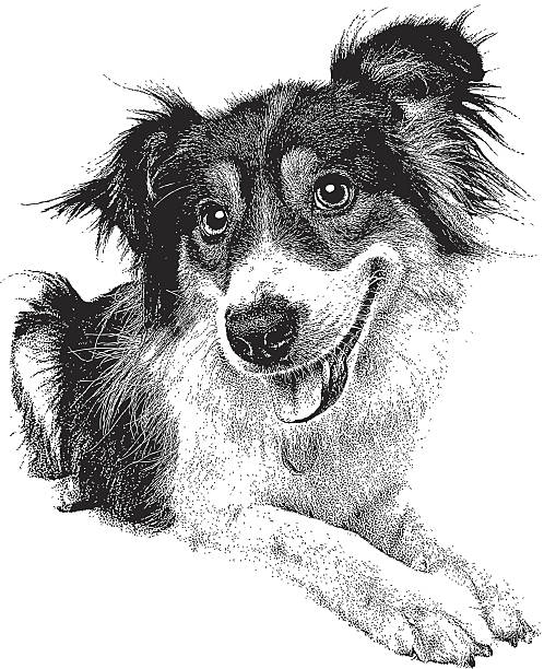 ilustrações de stock, clip art, desenhos animados e ícones de cão feliz de recorte - mixed breed dog illustrations