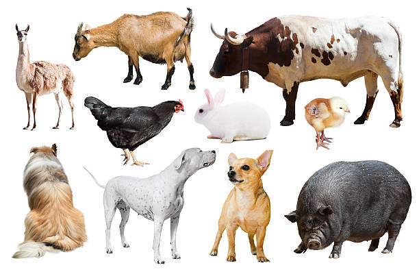 istock farm animals. Isolated 504244226