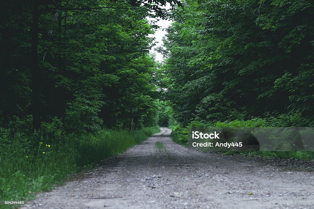 Country Road Country road through the forest. Beauty In Nature Stock Photo