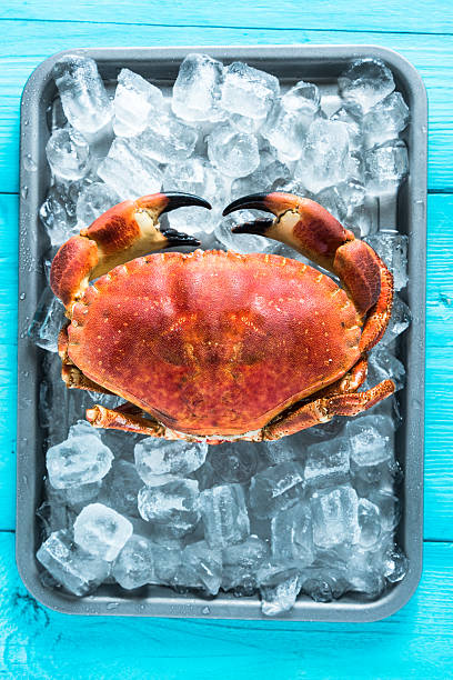 istock Fresh whole crab on vibrant background 504245028