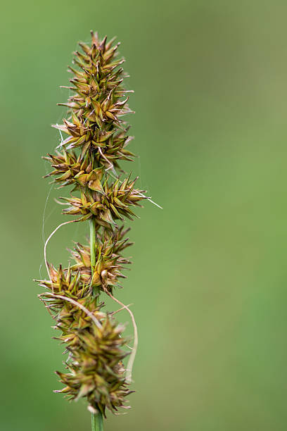 False fox-sedge (Carex otrubae) A frequent coastal flower in the family Cyperaceae, in fruit carex pluriflora stock pictures, royalty-free photos & images