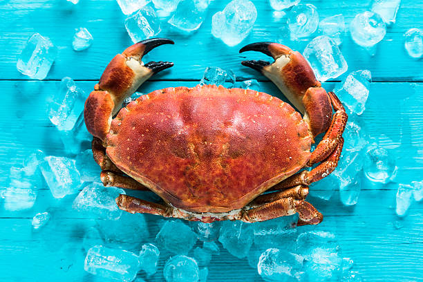 istock Fresh whole crab on vibrant background 504245388