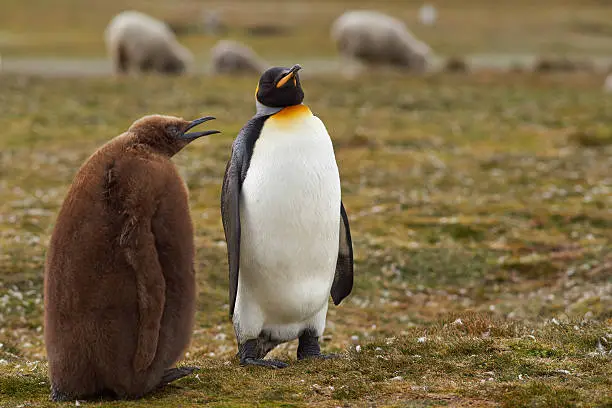 Adult King Penguin (Aptenodytes patagonicus) interacting with nearly fully grown and hungry chick at Volunteer Point in the Falkland Islands.