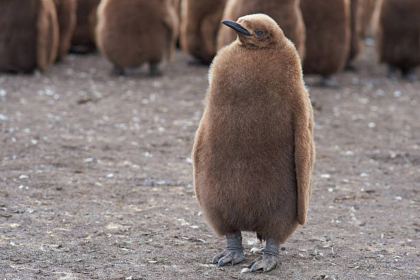 king penguin chick - falkland islands stock-fotos und bilder