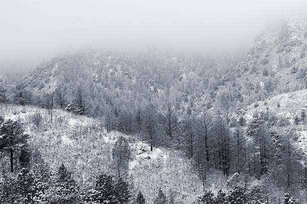Fresh snow and fog early in the morning blankets the pine trees and scrub oak of Cheyenne Mountain State Park in Colorado Springs after a big winter storm.