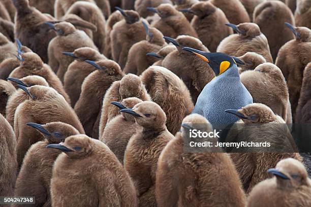 King Penguin Creche Stock Photo - Download Image Now - Penguin, Group Of Animals, King Penguin