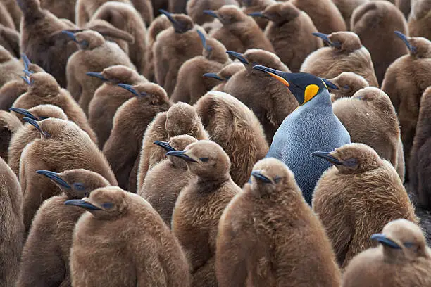 Adult King Penguin (Aptenodytes patagonicus) standing amongst a large group of nearly fully grown chicks at Volunteer Point in the Falkland Islands.