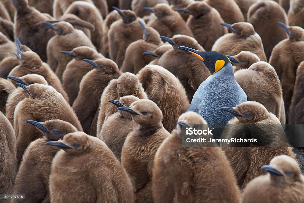 Pinguim-rei Creche - Foto de stock de Pinguim royalty-free