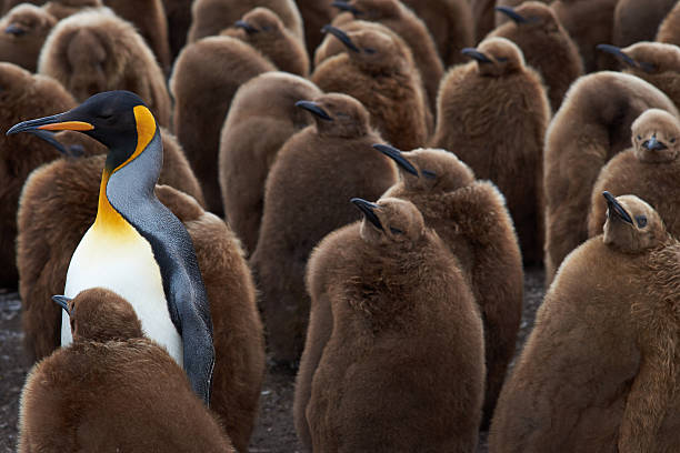king penguin kindertagesstätte - falkland islands stock-fotos und bilder