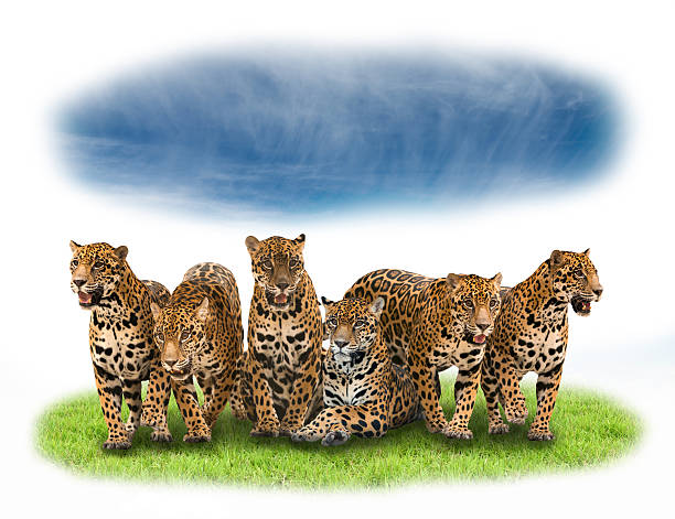 istock group of jaguar 504249050