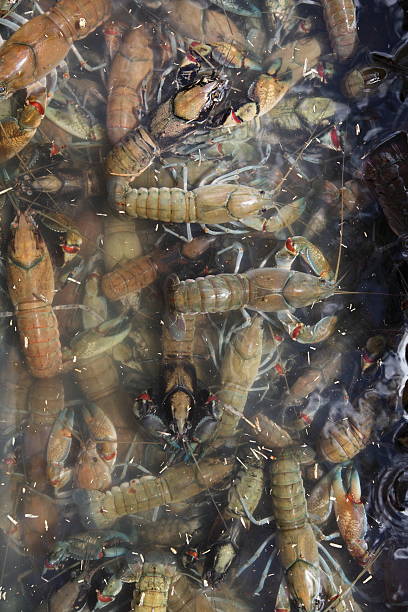 10+ Australian Freshwater Crayfish Yabbies Stock Photos, Pictures