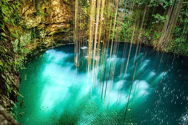 Lovely cenote with transparent waters and hanging roots