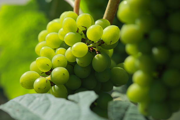 branco vinho de uvas na vinha num dia soalheiro 7 - palomino imagens e fotografias de stock