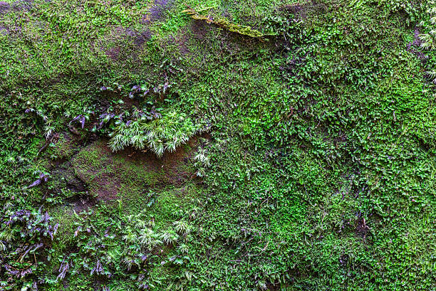 istock Moss coverd on stone texture in forest. 504251110