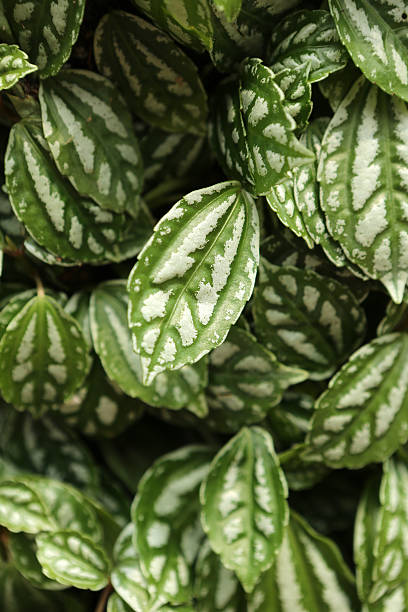 Aluminium Plant - Pilea Cadierei 