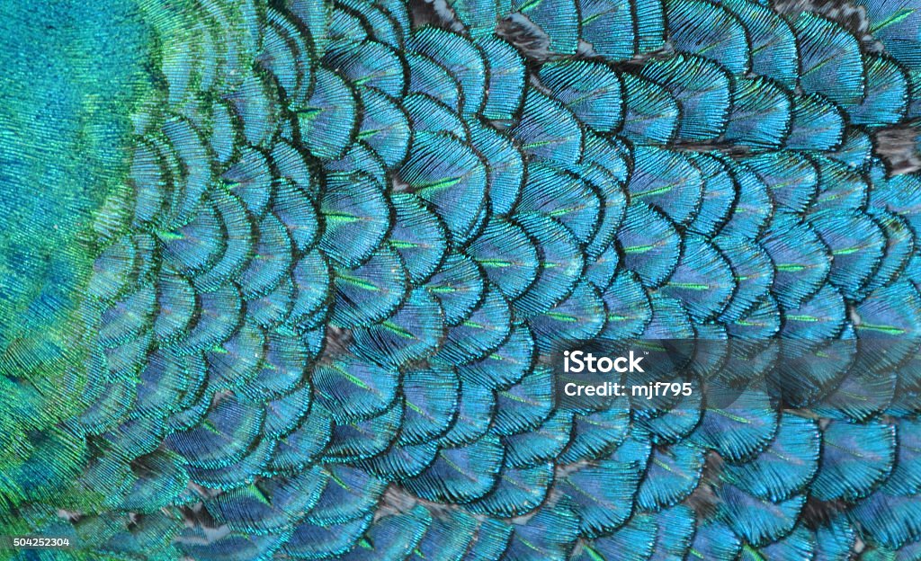 Blue Federn - Lizenzfrei Texturiert Stock-Foto