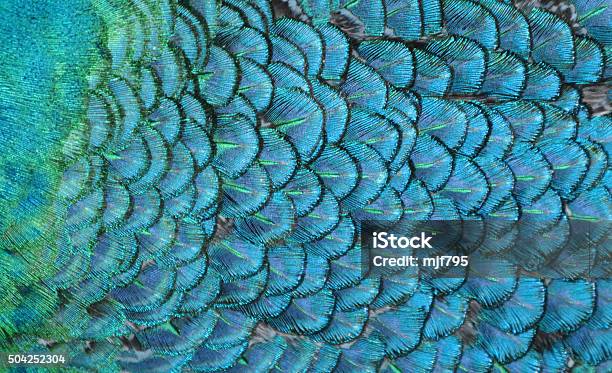 Blue Federn Stockfoto und mehr Bilder von Texturiert - Texturiert, Feder, Tier