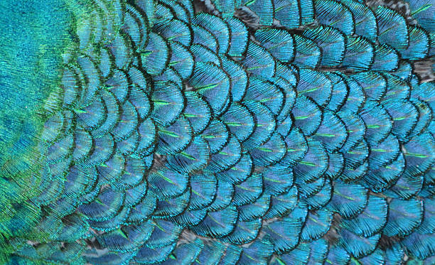 Blue Feathers stock photo