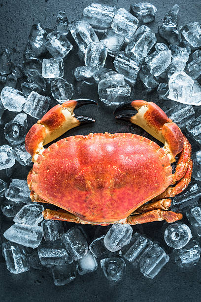 istock Whole crab on dark slate and ice 504252618