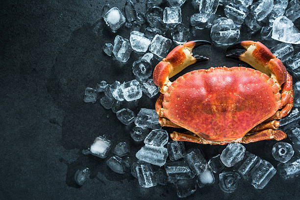 Whole crab on dark slate and ice Whole crab on dark slate and ice cubes from overhead crab photos stock pictures, royalty-free photos & images