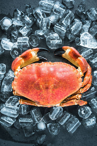 istock Whole crab on dark slate and ice 504252936