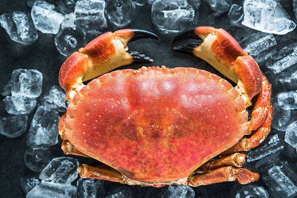 istock Whole crab on dark slate and ice 504253046