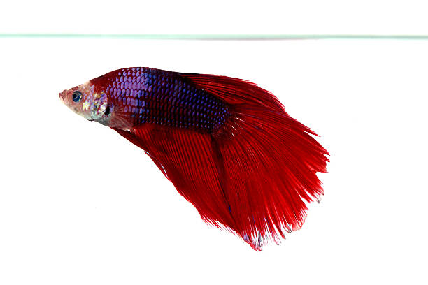 istock Colorful of  Betta Fish 2 504253188