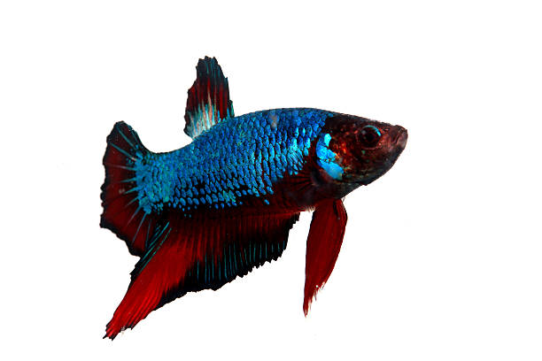 istock Colorful of  Betta Fish closeup on white background 4 504253232