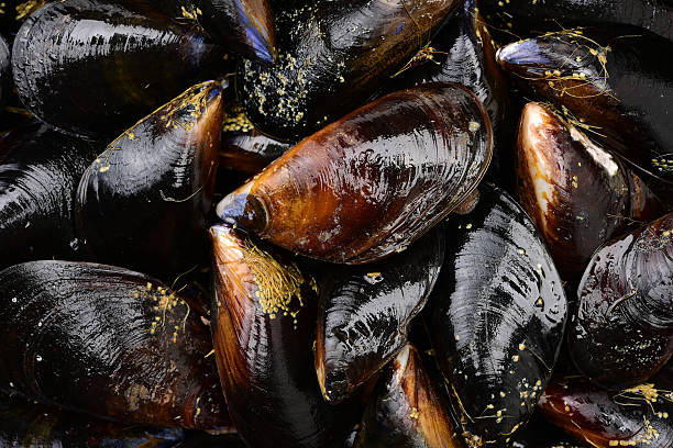istock Fresh mussels closeup 504253434
