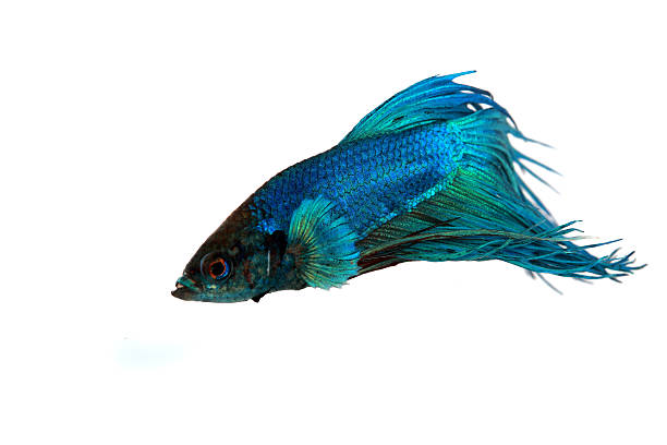 istock Colorful of  Betta Fish closeup on white background17 504253476