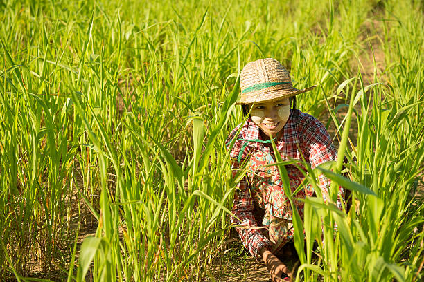 istock Traditional young Asian female farmer 504253876